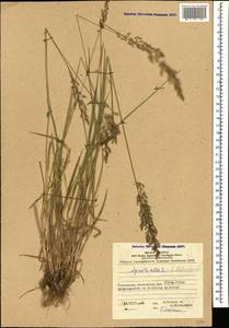 Agrostis stolonifera L., Caucasus, Azerbaijan (K6) (Azerbaijan)