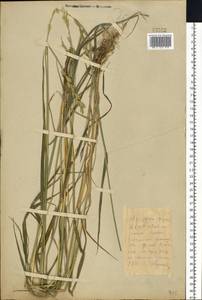 Elymus repens (L.) Gould, Eastern Europe, Belarus (E3a) (Belarus)