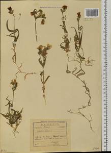 Dichodon maximum (L.) Á. Löve & D. Löve, Siberia, Western Siberia (S1) (Russia)