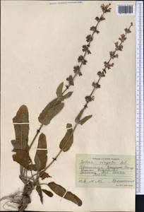 Salvia virgata Jacq., Middle Asia, Pamir & Pamiro-Alai (M2) (Uzbekistan)