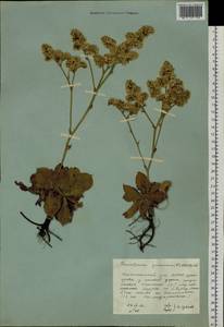 Goniolimon speciosum (L.) Boiss., Siberia, Yakutia (S5) (Russia)
