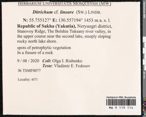Ditrichum lineare (Sw.) Lindb., Bryophytes, Bryophytes - Yakutia (B19) (Russia)