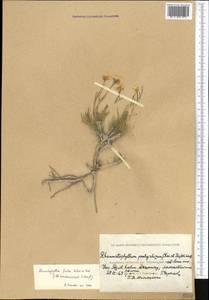 Rhammatophyllum frutex Botsch. & Vved., Middle Asia, Caspian Ustyurt & Northern Aralia (M8) (Kazakhstan)