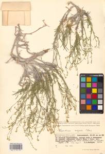 Lepidium lyratum L., Eastern Europe, Lower Volga region (E9) (Russia)