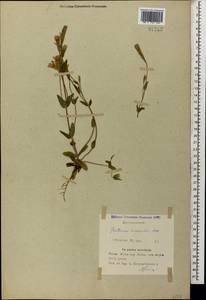 Gentianella caucasea (Loddiges ex Sims) J. Holub, Caucasus, Azerbaijan (K6) (Azerbaijan)