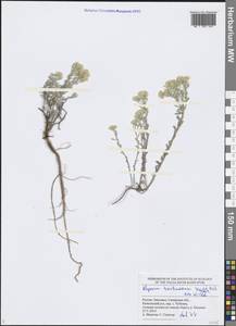 Odontarrhena tortuosa (Waldst. & Kit. ex Willd.) C.A.Mey., Eastern Europe, Middle Volga region (E8) (Russia)