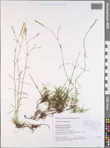 Dianthus arenarius, Eastern Europe, Central region (E4) (Russia)