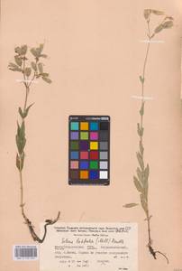 Silene vulgaris (Moench) Garcke, Eastern Europe, Eastern region (E10) (Russia)