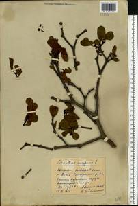 Loranthus europaeus Jacq., Eastern Europe, South Ukrainian region (E12) (Ukraine)