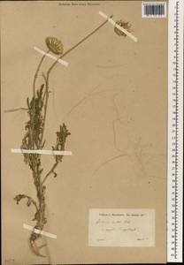 Jurinea mollis (L.) Rchb., South Asia, South Asia (Asia outside ex-Soviet states and Mongolia) (ASIA) (Turkey)