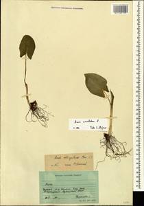Arum italicum subsp. albispathum (Steven ex Ledeb.) Prime, Caucasus, Georgia (K4) (Georgia)
