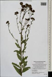 Cirsium arvense, Eastern Europe, North-Western region (E2) (Russia)