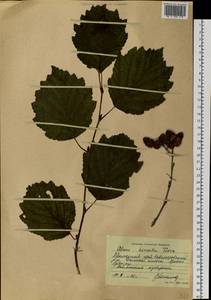 Alnus hirsuta (Spach) Rupr., Siberia, Russian Far East (S6) (Russia)