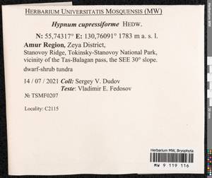 Hypnum cupressiforme Hedw., Bryophytes, Bryophytes - Russian Far East (excl. Chukotka & Kamchatka) (B20) (Russia)