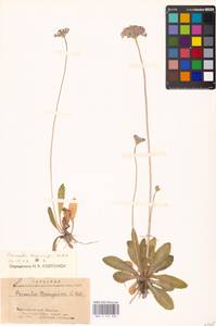 Primula longiscapa Ledeb., Siberia, Altai & Sayany Mountains (S2) (Russia)