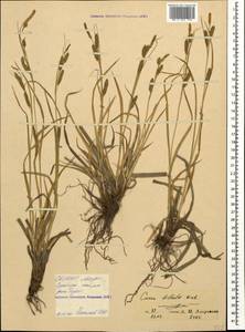 Carex diluta M.Bieb., Caucasus, North Ossetia, Ingushetia & Chechnya (K1c) (Russia)