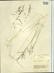 Poa alpigena Lindm., Siberia, Russian Far East (S6) (Russia)