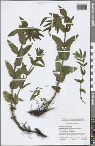 Veronica teucrium L., Eastern Europe, Central forest-and-steppe region (E6) (Russia)