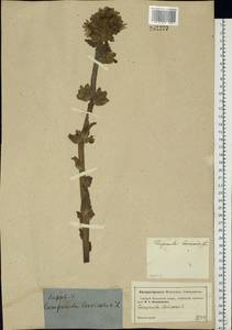 Campanula cervicaria L., Eastern Europe, Moscow region (E4a) (Russia)
