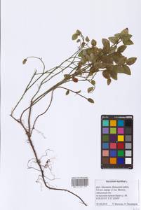 Vaccinium myrtillus L., Eastern Europe, Eastern region (E10) (Russia)