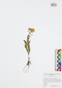 Pentanema britannicum (L.) D. Gut. Larr., Santos-Vicente, Anderb., E. Rico & M. M. Mart. Ort., Eastern Europe, Central region (E4) (Russia)