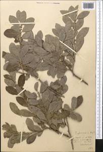 Salix iliensis Regel, Middle Asia, Northern & Central Tian Shan (M4) (Kazakhstan)