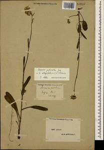 Tephroseris integrifolia subsp. jailicola (Juz.) Greuter, Crimea (KRYM) (Russia)