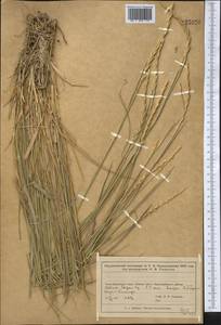 Elymus repens (L.) Gould, Middle Asia, Muyunkumy, Balkhash & Betpak-Dala (M9) (Kazakhstan)