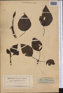 Populus balsamifera, America (AMER) (Not classified)