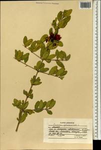 Punica granatum L., South Asia, South Asia (Asia outside ex-Soviet states and Mongolia) (ASIA) (Afghanistan)