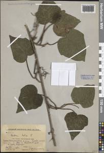 Hedera helix L., Caucasus, Krasnodar Krai & Adygea (K1a) (Russia)