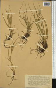 Carex secalina Willd. ex Wahlenb., Western Europe (EUR)