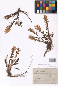 MHA 0 162 241, Pedicularis oederi, Siberia, Western Siberia (S1) (Russia)