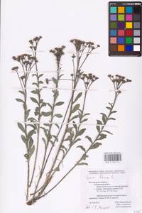 Linum flavum L., Eastern Europe, Central forest-and-steppe region (E6) (Russia)