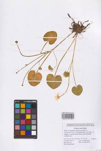 Ficaria verna Huds., Eastern Europe, Lower Volga region (E9) (Russia)