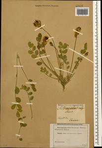 Astragalus calycinus Bieb., Caucasus (no precise locality) (K0)