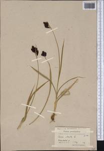 Carex atrata L., America (AMER) (Greenland)