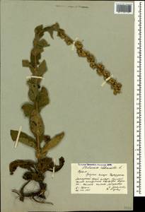 Verbascum phlomoides L., Crimea (KRYM) (Russia)