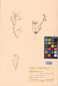 Arenaria serpyllifolia L., Eastern Europe, Moscow region (E4a) (Russia)