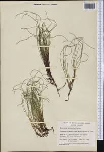 Equisetum scirpoides Michx., America (AMER) (Canada)