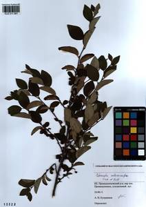 Cotoneaster melanocarpus G. Lodd., Siberia, Altai & Sayany Mountains (S2) (Russia)