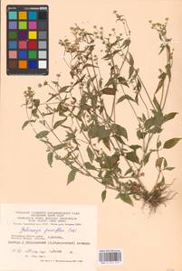 Galinsoga parviflora Cav., Eastern Europe, Moscow region (E4a) (Russia)