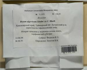 Ptychostomum compactum Hornsch., Bryophytes, Bryophytes - Krasnoyarsk Krai, Tyva & Khakassia (B17) (Russia)