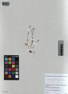 KUZ 004 552, Cerastium holosteoides Fries emend. Hyl., Siberia, Altai & Sayany Mountains (S2) (Russia)