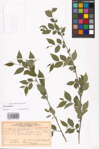 Ulmus pumila L., Eastern Europe, Moscow region (E4a) (Russia)