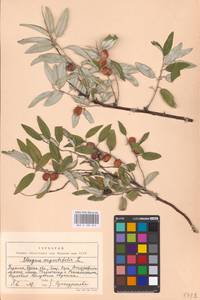 Elaeagnus angustifolia L., Eastern Europe, South Ukrainian region (E12) (Ukraine)