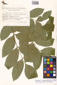 Fraxinus pennsylvanica Marshall, Eastern Europe, Moscow region (E4a) (Russia)