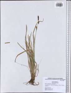 Carex panicea L., Eastern Europe, Central region (E4) (Russia)