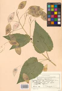 Lunaria rediviva L., Eastern Europe, North-Western region (E2) (Russia)