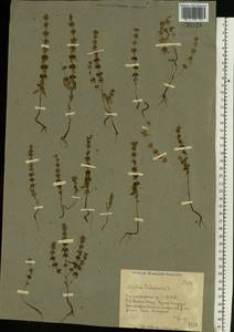 Mentha micrantha (Fisch. ex Benth.) Haw. ex Schult. & Schult.f., Eastern Europe, Lower Volga region (E9) (Russia)